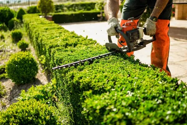 Präziser Heckenschnitt: Formen Sie Ihr Grün mit Expertenhand
